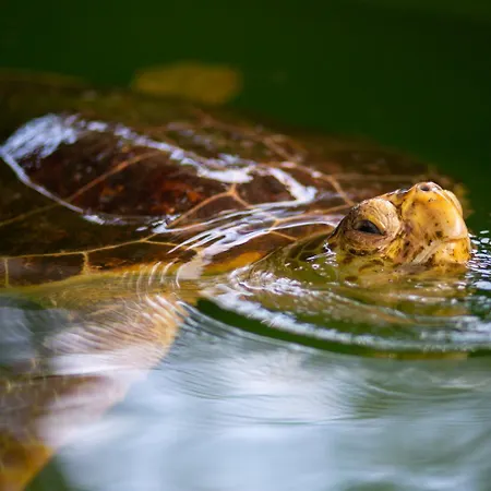 Вилла Azalea 1 *