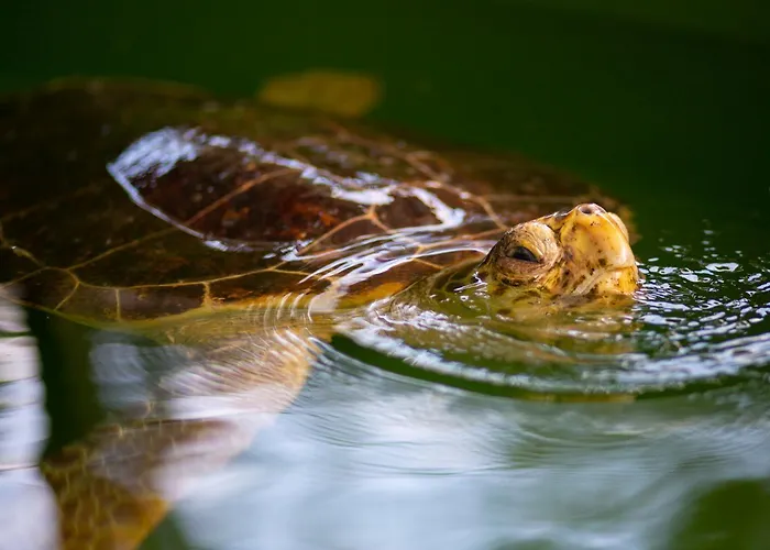 Вилла Azalea 1 *